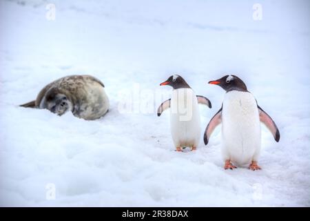 Paire de pingouins gentoo à côté d'un phoque en Antarctique Banque D'Images