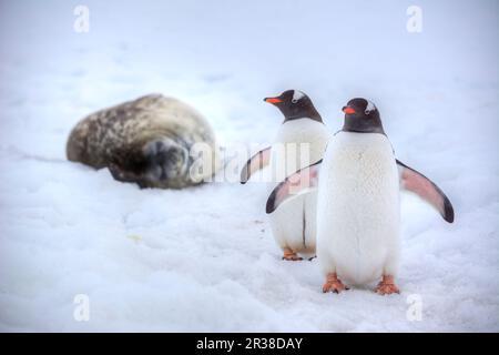 Paire de pingouins gentoo à côté d'un phoque en Antarctique Banque D'Images