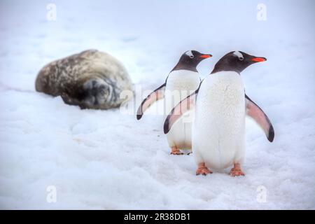 Paire de pingouins gentoo à côté d'un phoque en Antarctique Banque D'Images