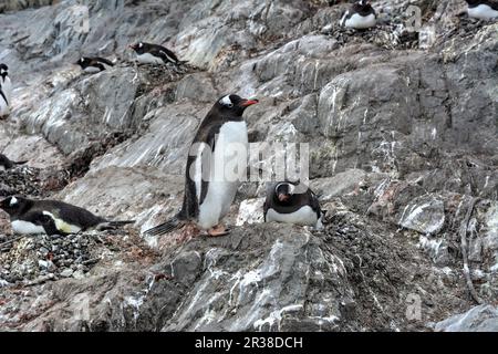 Colonies de pingouins Gentoo pendant la saison de reproduction en Antarctique Banque D'Images