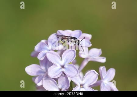 Gros plan de la guêpe potter Symmorphus. Sous-famille des Eumeninae, famille des Wasps sociaux (Vespidae). Sur les fleurs de lilas ou de lilas commun (Syringa vulgaris). Banque D'Images