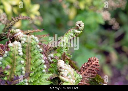 Braun's Holly Fern, dagger de Noël, Polystichum braunii gros plan macro image des feuilles Banque D'Images