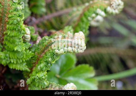 Braun's Holly Fern, dagger de Noël, Polystichum braunii gros plan macro image des feuilles Banque D'Images