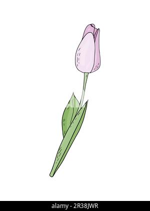 Tulipe rose printemps à dessin manuel avec feuillage isolé sur fond blanc pour la conception de mariage, cartes de vœux florales, affiches. Illustration de Vecteur