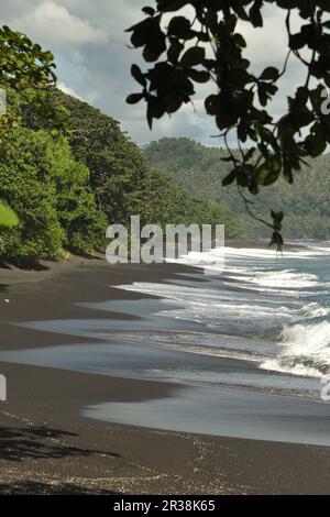 La forêt tropicale des plaines et la plage avec des sables volcaniques noirs dans la région de Taman Wisata Alam Tangkoko (Parc naturel de Tangkoko) sont photographiées de la réserve naturelle de Tangkoko dans un fond de Batuputih Bawah village, Ranowulu, Nord Sulawesi, Indonésie. Banque D'Images