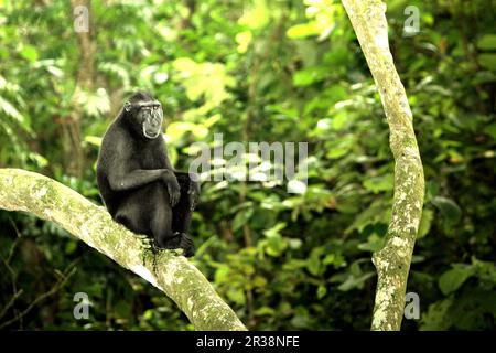 Portrait environnemental d'un macaque Sulawesi à cragoût noir (Macaca nigra) assis sur une branche d'arbre dans la réserve naturelle de Tangkoko, au nord de Sulawesi, en Indonésie. Les effets du changement climatique sur les espèces endémiques peuvent être observés sur les changements de comportement et de disponibilité alimentaire, qui influent sur leur taux de survie. « Comme les humains, les primates surchauffent et se déshydratent par une activité physique continue par temps extrêmement chaud », selon un scientifique, Brogan M. Stewart, dans son rapport publié en 2021 sur la conversation. Banque D'Images