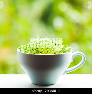 Micro-verts bio dans une tasse bleue en céramique Banque D'Images