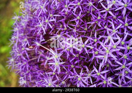 la texture de la fleur d'ail comme très beau fond naturel Banque D'Images