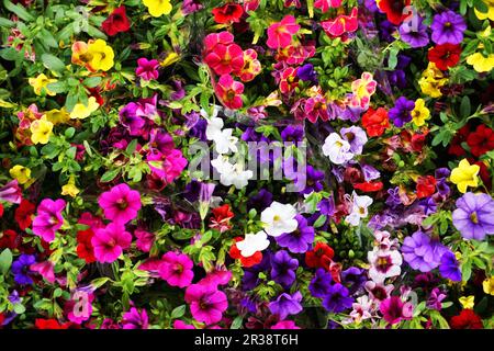 calibrachoa million Bells comme belle couleur fond de fleur Banque D'Images