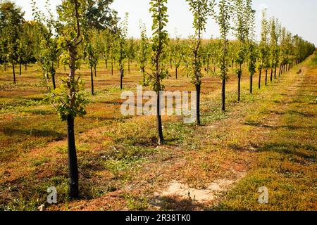 De nombreux jeunes arbres à la ferme Banque D'Images