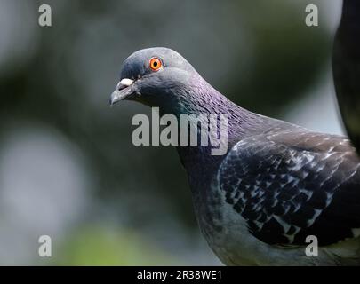 Les pigeons sauvages, également appelés colombes de ville, pigeons de ville ou pigeons de rue, sont des descendants de pigeons domestiques qui sont retournés à la nature. Banque D'Images