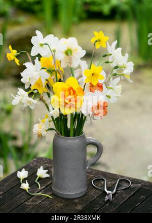 Belle disposition floristique de printemps avec différentes sortes de jonquilles blanc, jaune, doubles fleurs en pierre mug dans le jardin de la maison. Banque D'Images