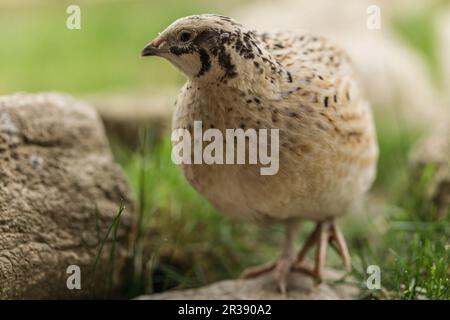 Caille dans l'herbe Banque D'Images