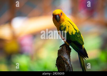 Magnifique et jaune vif Sun Parakeet assis au-dessus d'une branche d'arbre Banque D'Images