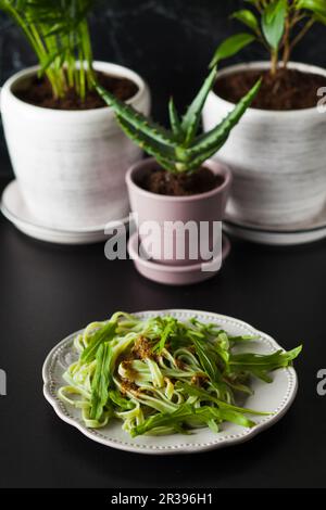 Pâtes avec arugula et pesto sur l'assiette Banque D'Images