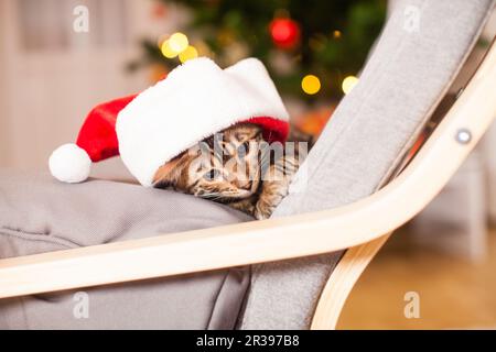 Chat Bengale en chapeau de père Noël assis à la chaise, la veille de Noël Banque D'Images