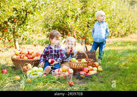 Enfants de 2-3 ans mignons à l'excursion au jardin des pommes Banque D'Images