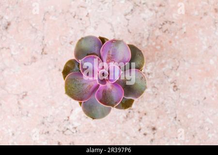 Evergreen succulent sur la vue de dessus en marbre rose Banque D'Images