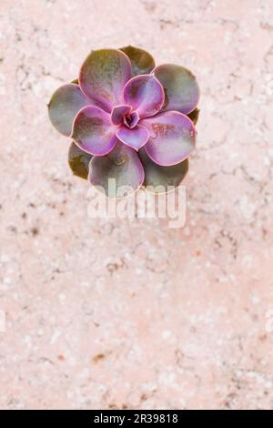 Evergreen succulent sur la vue de dessus en marbre rose Banque D'Images