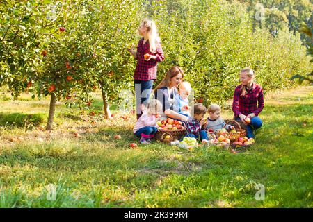 Les enfants et les mères la cueillette des pommes dans une ferme à l'automne. La nutrition saine Banque D'Images