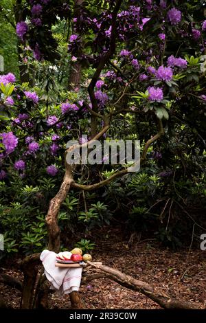 Une assiette de fruits (pomme et poire) sur un arbre de rhododendrons violets dans le bois Banque D'Images