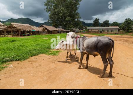 Vaches dans un petit village de Bagan, Birmanie. Myanmar Banque D'Images