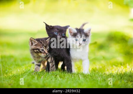 Trois petits chatons assis sur l'herbe Banque D'Images