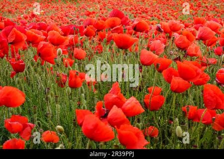Papaver rhoeas, amapola silvestre, Porreres, Mallorca, Islas Baleares, Espagne. Banque D'Images