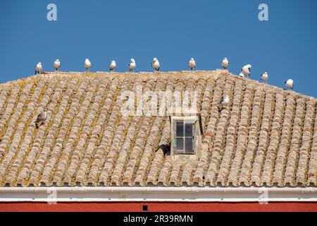 Musée militaire de Minorque, ancienne caserne de Cala Corb, place centrale d'es Castell, construit par les Britanniques en 1771, Minorque, iles baléares, Espagne. Banque D'Images