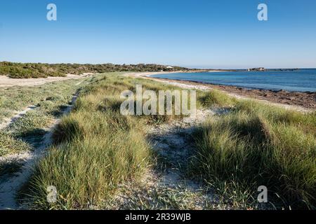 Végétation de dunes, plage es Caragol, commune de Santanyi, Majorque, Iles Baléares, Espagne. Banque D'Images