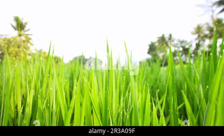 La rosée du matin tombe sur les feuilles de riz vert dans un champ de riz du village Banque D'Images