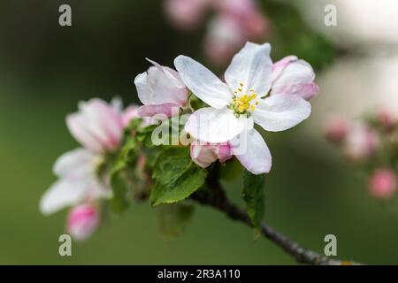 Fleurs de pomme, gros plan avec une faible profondeur de champ Banque D'Images