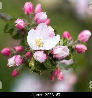 Fleurs de pomme, gros plan avec une faible profondeur de champ Banque D'Images