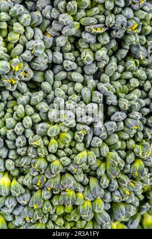 Brocoli (vue détaillée, gros plan) Banque D'Images