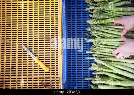 Mains plaçant les asperges dans un plateau bleu, avec un couteau jaune dans un plateau jaune Banque D'Images