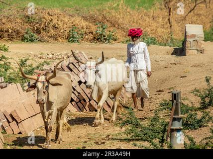 Un homme âgé du groupe ethnique Rabari en robe nationale marche le long de la route avec les vaches. Banque D'Images