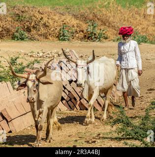 Un homme âgé du groupe ethnique Rabari en robe nationale marche le long de la route avec les vaches. Banque D'Images