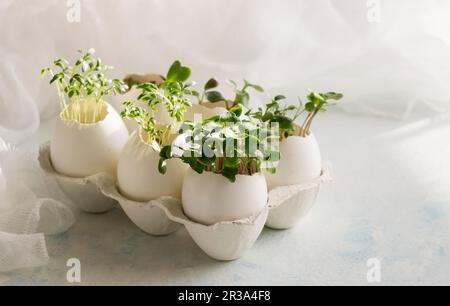 Microgreens dans les coquilles d'aubergines, le printemps et pâques concept Banque D'Images