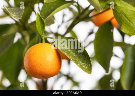 Oranges mûres sur un petit arbre orange Banque D'Images