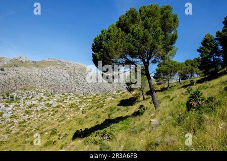 Mola de sEsclop, 929 mts, y coma des Voltors, Finca Pública Galatzó, Calvia, Majorque, iles baléares, espagne, europe. Banque D'Images