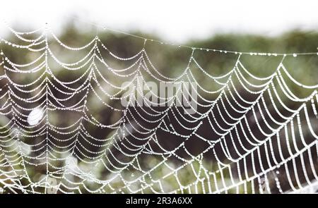 Rosée matinale les gouttelettes d'eau s'accrochant à un web araignées en Afrique du Sud rurale Banque D'Images
