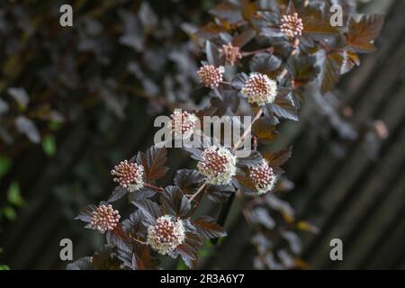 Le Bush du diable en fleurs (Physocarpus opulifolius) dans le jardin Banque D'Images