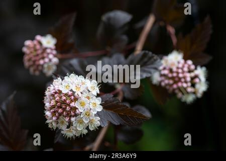 Le Bush du diable en fleurs (Physocarpus opulifolius) dans le jardin Banque D'Images