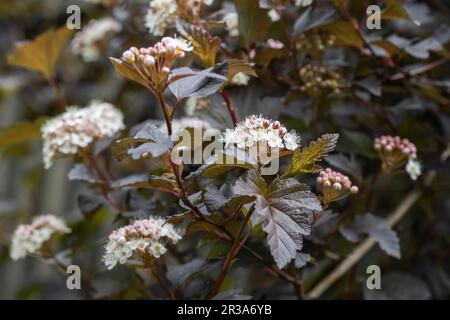 Le Bush du diable en fleurs (Physocarpus opulifolius) dans le jardin Banque D'Images