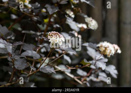 Le Bush du diable en fleurs (Physocarpus opulifolius) dans le jardin Banque D'Images