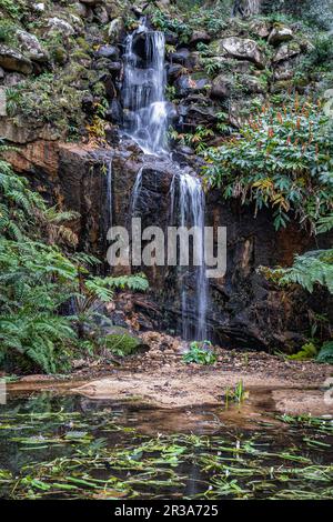 Cascade dans de beaux jardins du parc Monserrate, fougères vertes et plantes, comme dans une forêt tropicale Banque D'Images