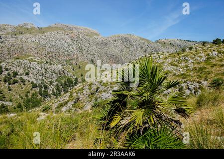 Mola de sEsclop, 929 mts, y coma des Voltors, Finca Pública Galatzó, Calvia, Majorque, iles baléares, espagne, europe. Banque D'Images