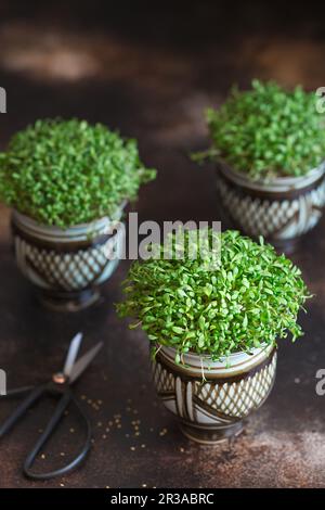 Microverts de luzerne. Germination des Microgreens. Germination des graines à la maison. Vegan et concept de saine alimentation. Graines de luzerne germées, micro verts. Croissance Banque D'Images