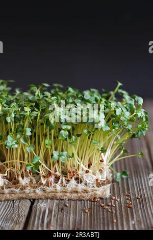 Gros plan des microverts Daikon avec graines et racines sur les tapis de culture Jute Microgreens. Micro de sparting Banque D'Images