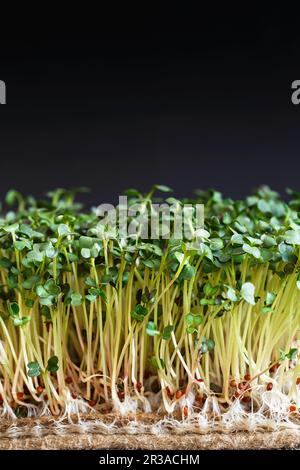 Gros plan des microverts Daikon avec graines et racines sur les tapis de culture Jute Microgreens. Micro de sparting Banque D'Images